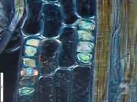 Radial section