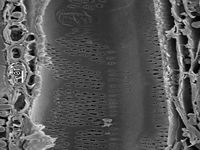 Tangential section