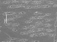 Tangential section