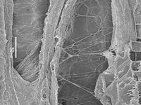 Tangential section