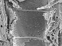 Tangential section