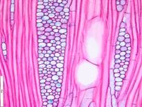 Tangential section