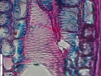 Tangential section