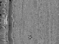 Tangential section