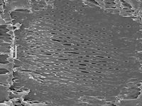 Tangential section