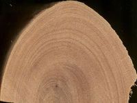 Transversal view of wood