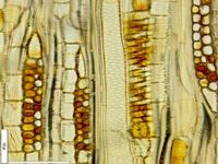 Tangential section