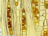 Tangential section