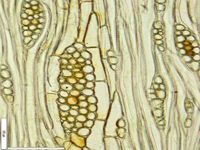 Tangential section