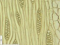 Tangential section