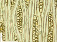 Tangential section