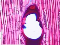 Tangential section