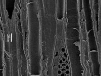 Tangential section