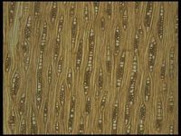 Tangential section