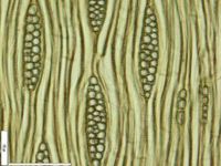 Tangential section