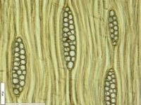 Tangential section