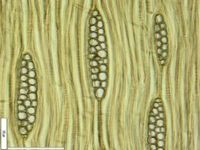 Tangential section