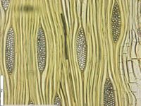 Tangential section