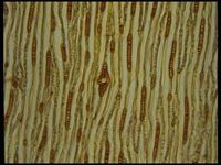 Tangential section