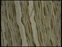 Tangential section