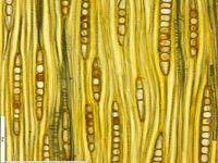 Tangential section