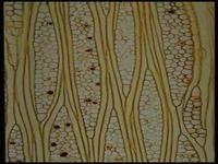 Tangential section