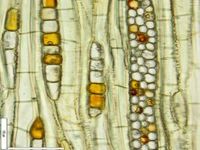 Tangential section