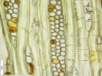 Tangential section