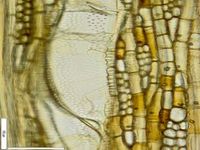 Tangential section