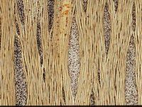 Tangential section