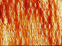 Tangential section