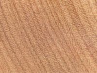 Transversal view of wood