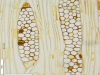 Tangential section