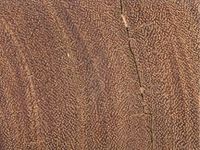 Transversal view of wood