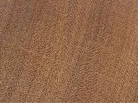 Transversal view of wood