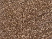 Transversal view of wood