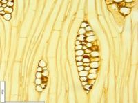 Tangential section