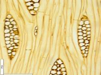 Tangential section