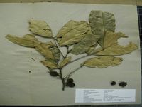 Herbarium sample