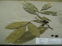 Herbarium sample