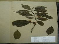 Herbarium sample