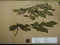 Herbarium sample