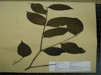 Herbarium sample