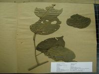 Herbarium sample