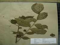 Herbarium sample