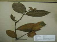 Herbarium sample