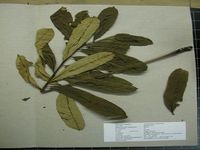 Herbarium sample