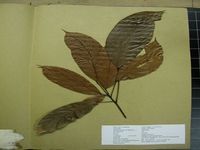 Herbarium sample