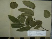 Herbarium sample