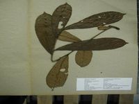 Herbarium sample